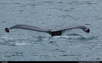 Photo by Albumeditions | Not in a City  Alaska, Wildlife, Wildlifephotography, Nature, Whale, Whales